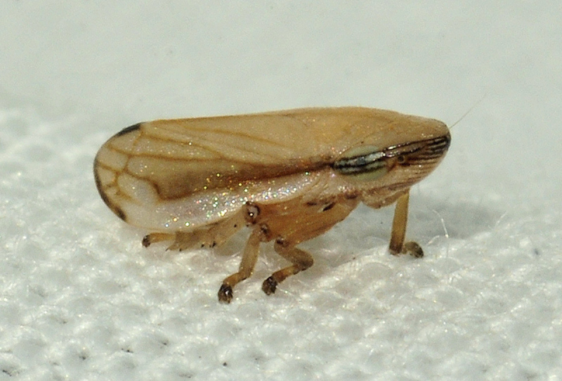 Neophilaenus lineatus  (cfr.)  Croazia